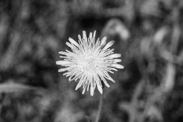 Beautiful wild growing flower seed dandelion on background meadow, photo consisting from wild growing flower seed dandelion to grass meadow, wild growing flower seed dandelion at meadow countryside