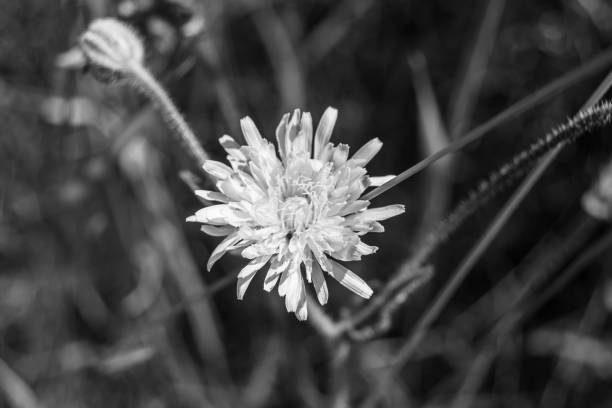 istock Beautiful wild growing flower seed dandelion on background meadow 1485020821
