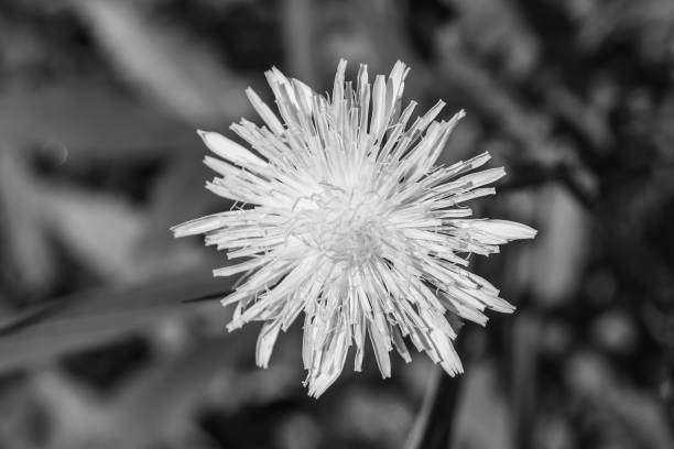 istock Beautiful wild growing flower seed dandelion on background meadow 1485020841