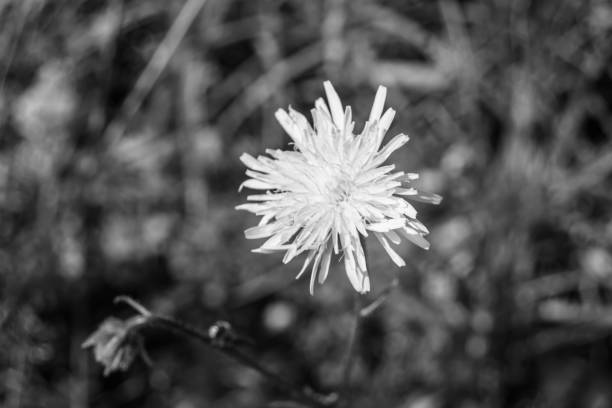 istock Beautiful wild growing flower seed dandelion on background meadow 1485020842