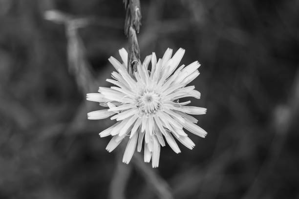 istock Beautiful wild growing flower seed dandelion on background meadow 1485020866