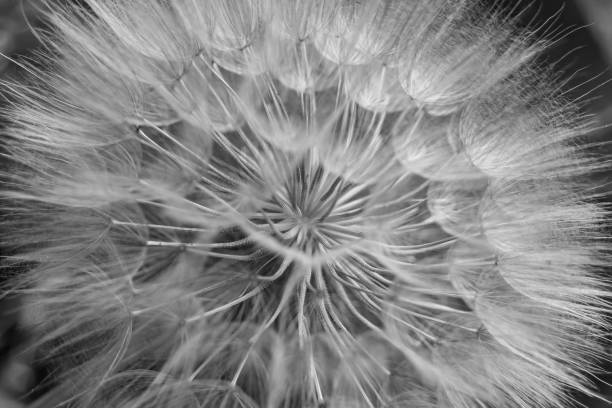 istock Beautiful wild growing flower seed dandelion on background meadow 1485020902