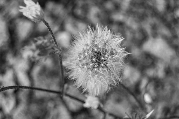 istock Beautiful wild growing flower seed dandelion on background meadow 1485021022