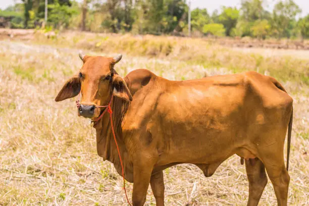 Photo of a brown cow close up with a blurred background