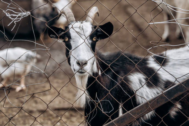 istock Black and white horned goat head on blurry natural background 1485021932