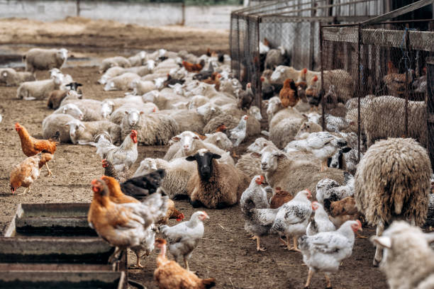 istock Lots of farm animals . Chickens and sheeps 1485021937