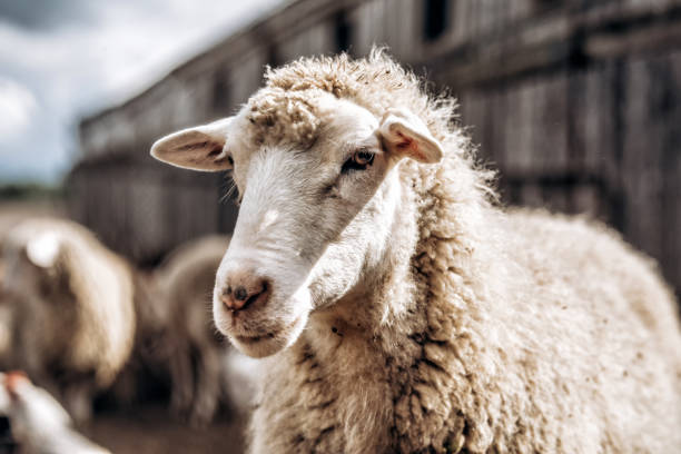 moutons dans la nature sur prairie. agriculture en plein air. portrait en gros plan - spring isolated on white studio shot looking at camera photos et images de collection