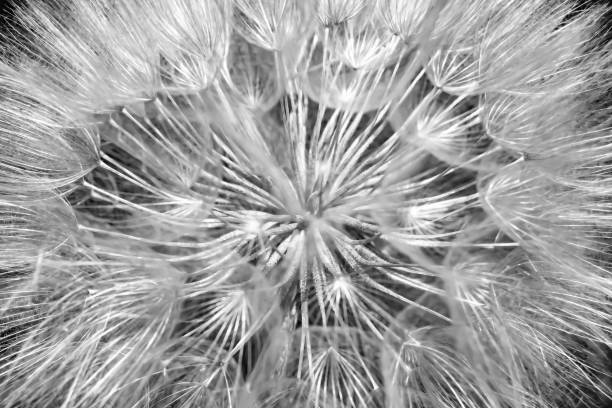 istock Beautiful wild growing flower seed dandelion on background meadow 1485022557