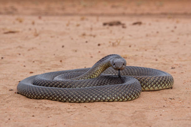 istock Mulga or King Brown Snake 1485023052