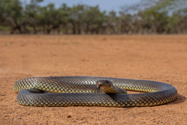 istock Mulga or King Brown Snake 1485023056