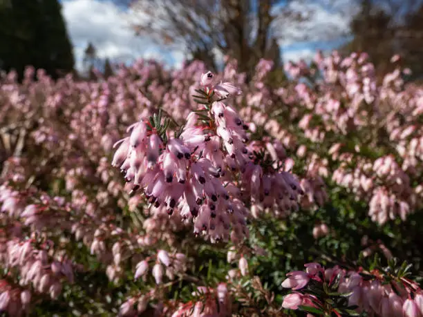 Macro of the Heather (Erica carnea) 'Pink Spangles' with mid-green foliage and racemes of light rose-pink flowers in the park in early spring