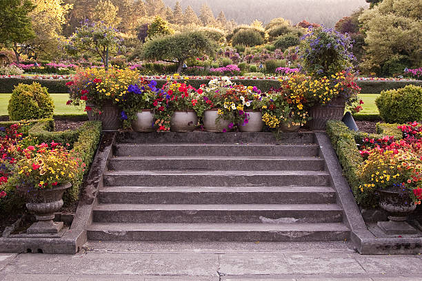 Warm evening light at Butchart Gardens, Victoria, BC.  The stone walkway and stairs are beside a lawn adjacent to the restaurant.  These vibrant colored flowers in planters on the top stone step and in stone planters at the bottom on each side of the step are a very formal presentation.  It's the second week of August and the flowers are still colorful and in full bloom.