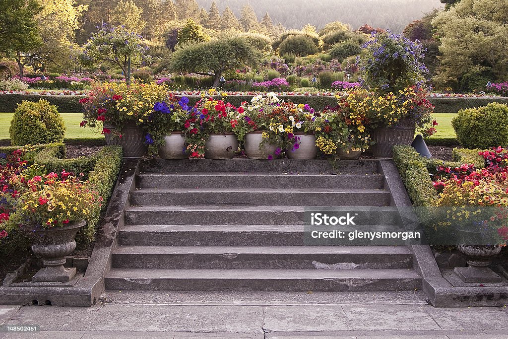 Vibrant flowers in planters on stone steps Butchart Gardens Warm evening light at Butchart Gardens, Victoria, BC.  The stone walkway and stairs are beside a lawn adjacent to the restaurant.  These vibrant colored flowers in planters on the top stone step and in stone planters at the bottom on each side of the step are a very formal presentation.  It's the second week of August and the flowers are still colorful and in full bloom. Botanical Garden Stock Photo