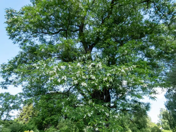 Beautiful white, large flowers of black locust or false acacia (robinia pseudoacacia) flowering in a big tree arranged in loose drooping clumps in bright sunlight in summer. Floral background