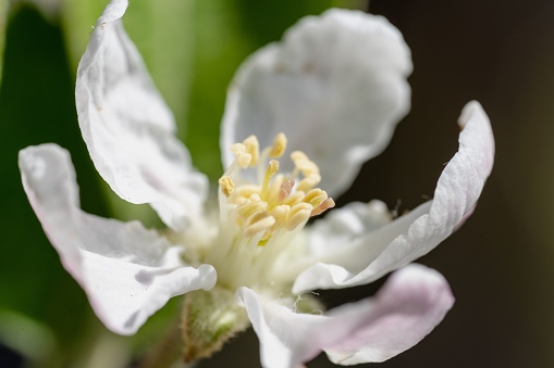A closeup of a white flower against a backdrop of lush green foliage