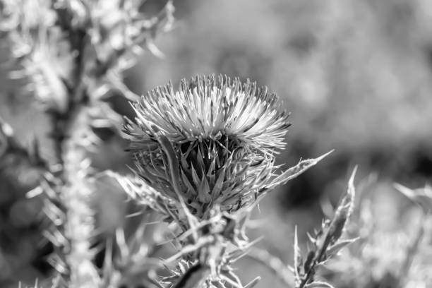 istock Beautiful growing flower root burdock thistle on background meadow 1485025028
