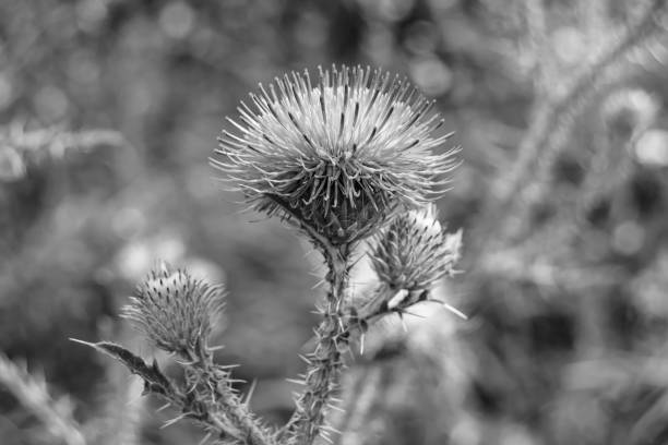 Beautiful growing flower root burdock thistle on background meadow, photo consisting from growing flower root burdock thistle to grass meadow, growing flower root burdock thistle at meadow countryside