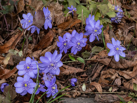 Close-up of the Large blue hepatica (Hepatica transsilvanica) in early spring