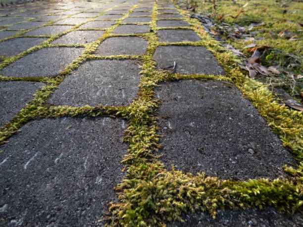 istock Close-up of pavement with green moss between all bricks. Moss growing on pavement. Geometrical pattern outdoors in nature and city 1485025356