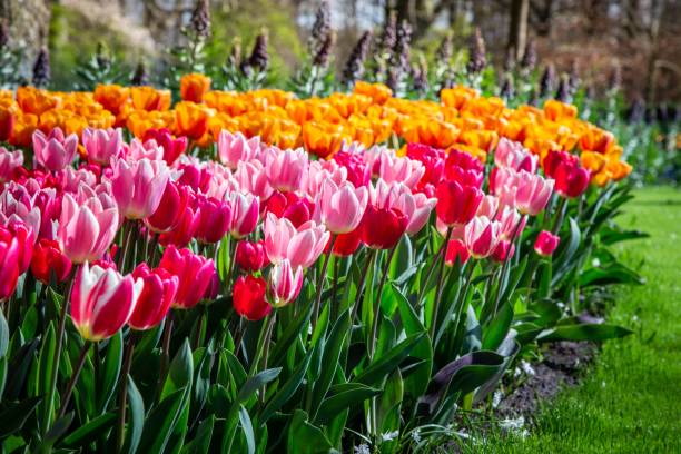 istock Beautiful tulips in the park 1485025459