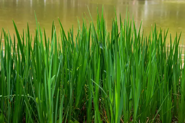 Photo of Close-up of lush tall green grass growing near lake water in park