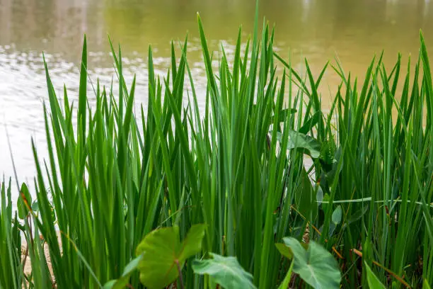 Photo of Close-up of lush tall green grass growing near lake water in park