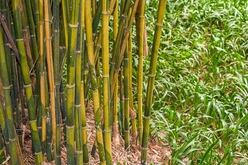 Close-up of clumps of prime bamboo forest in the park