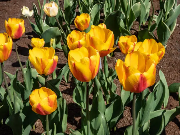 Photo of Close-up shot of the beautiful and one of the largest Tulip Darwin hybrid 'Oxford Wonder' that bears beautiful, bright red-orange with paler margins flowers. Tulips growing in garden