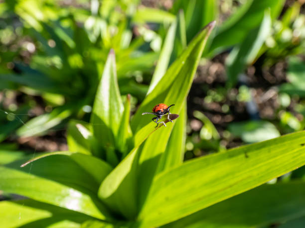 The single, adult scarlet lily beetle (Lilioceris lilii) sitting on a green lily plant leaf blade in garden. Its forewings are bright scarlet and shiny. Legs, eyes, antennae and head are black el único escarabajo lirio escarlata adulto (lilioceris lilii) sentado en una hoja de hoja de planta de lirio verde en el jardín. sus alas anteriores son de color escarlata brillante y brillante. las patas, las antenas y la cabeza son negras