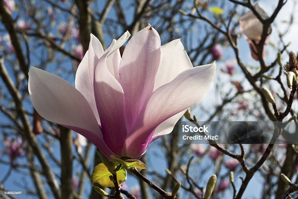 Japanische Magnolien Blüte - Lizenzfrei Ast - Pflanzenbestandteil Stock-Foto