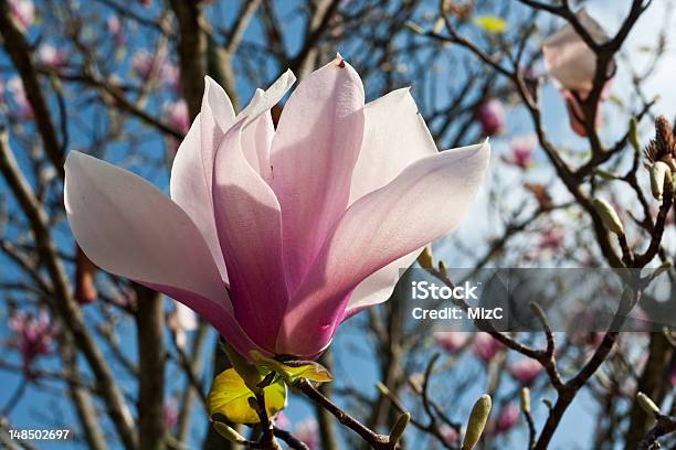 Japoński Kwiat Magnolii - zdjęcia stockowe i więcej obrazów Bez ludzi - Bez ludzi, Drzewo, Fotografika