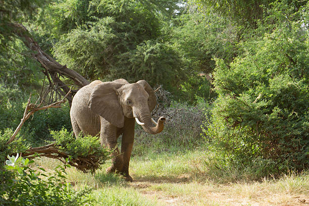 trumpeting アフリカゾウ仕上げは森林、サンブール,ケニア - trumpeting ストックフォトと画像
