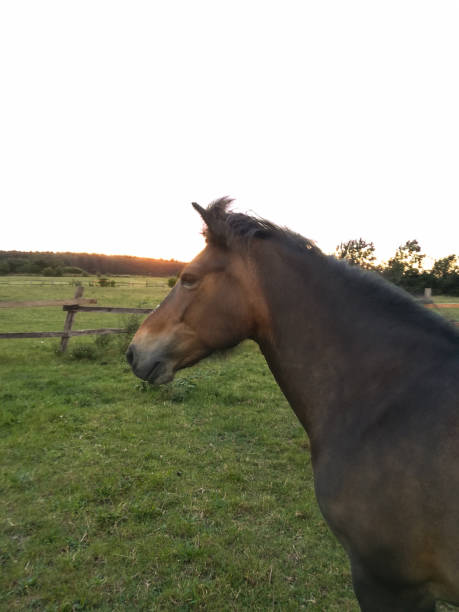 istock Icelandichorse in summer 1485027826