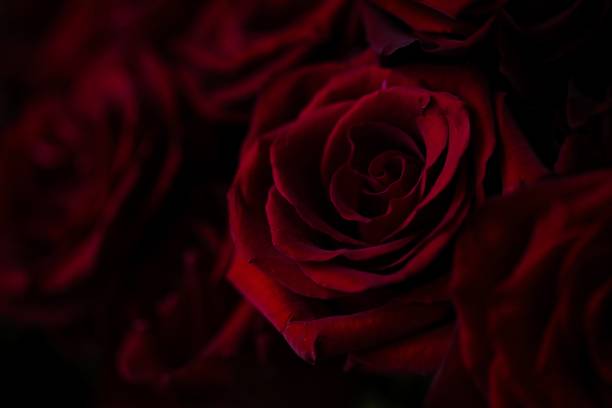 istock A large bouquet of beautiful red roses. 1485029874