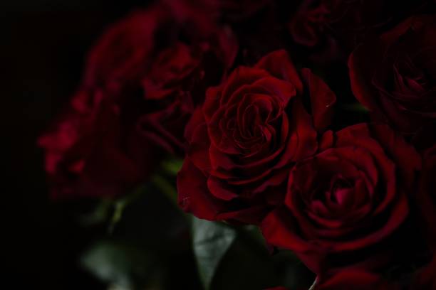 istock A large bouquet of beautiful red roses. 1485030178