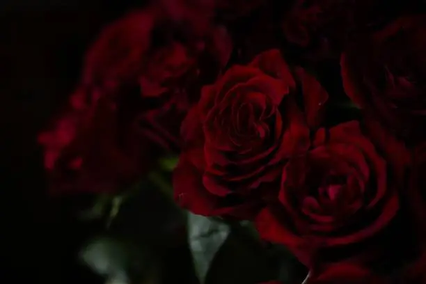 A gorgeous bouquet of beautiful red roses.