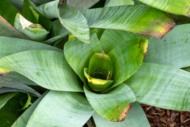 Green leaves and water filled centre of a bromeliad The Bromeliaceae (the bromeliads) are a family of monocot flowering plants, native mainly to the tropical Americas. aechmea fasciata stock pictures, royalty-free photos & images
