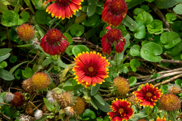 istock Firewheel blanket flower (gaillardia pulchella) plants in bloom 1485031387