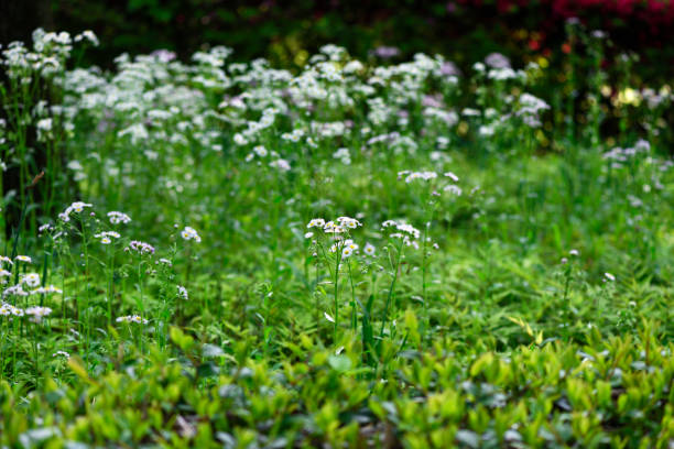 Lots of white wild daisies with shallow depth of field.
