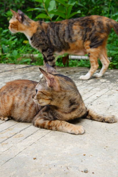 istock kitten playing in the street 1485032219