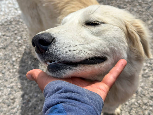 istock the dog's friendly stance, cute and smiling eyes 1485032923