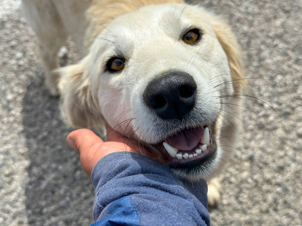 istock the dog's friendly stance, cute and smiling eyes 1485032926