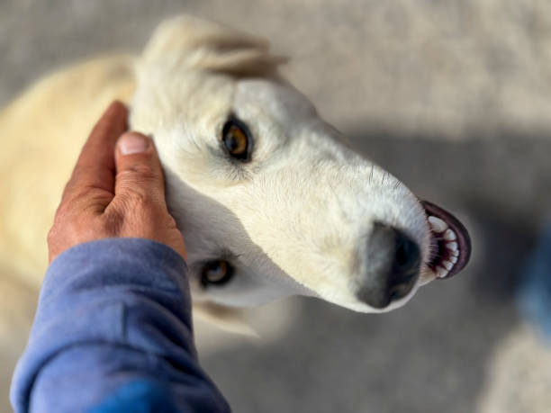 the dog's friendly stance, cute and smiling eyes