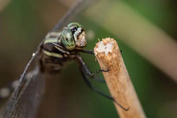 A macro shot of a Slender Skimmer Dragonfly perched on a broken stem of grass.