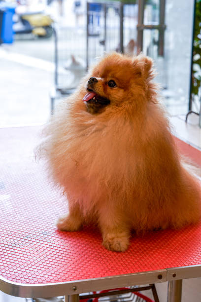 istock A cute poodle in a pet store 1485035520
