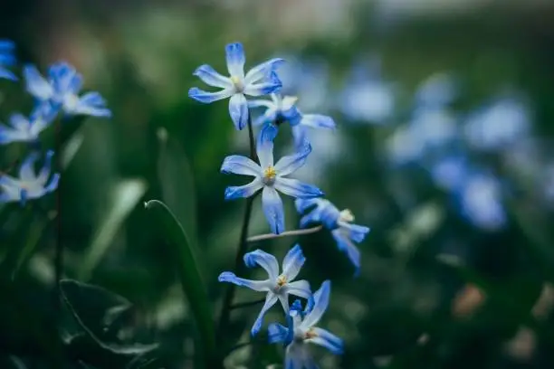 A selective focus shot of chionodoxa luciliae (glory of the snow) in the garden