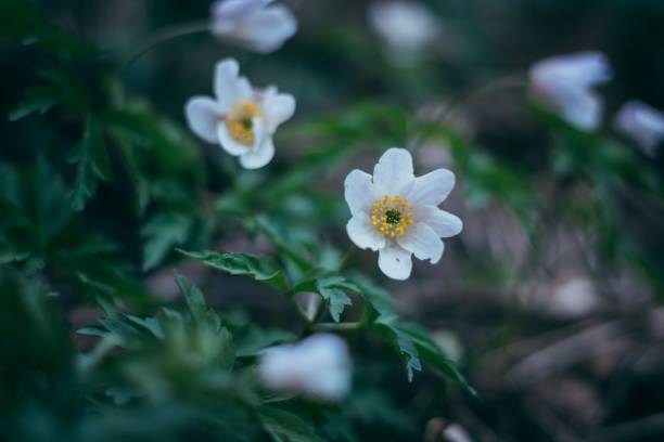 istock Selective focus shot of small white flowers 1485036166