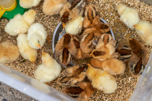 Newly hatched flock of chicks close-up