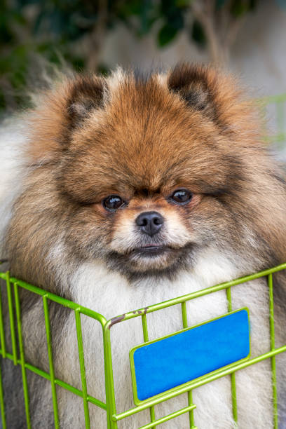 istock A cute Pekingese dog in a pet store 1485036622
