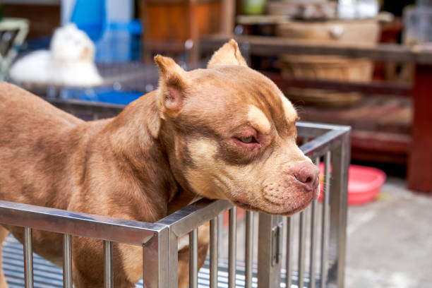 A mighty pit bull in a pet shop